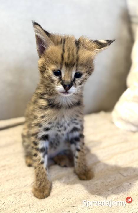 Serwal Afrykański Serval karmiony butelką Czerwionka-Leszczyny