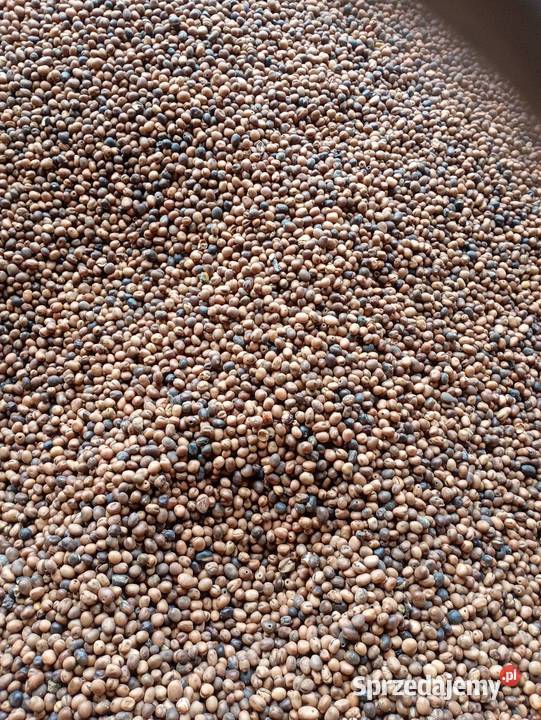 Bobik bobas sprzedam