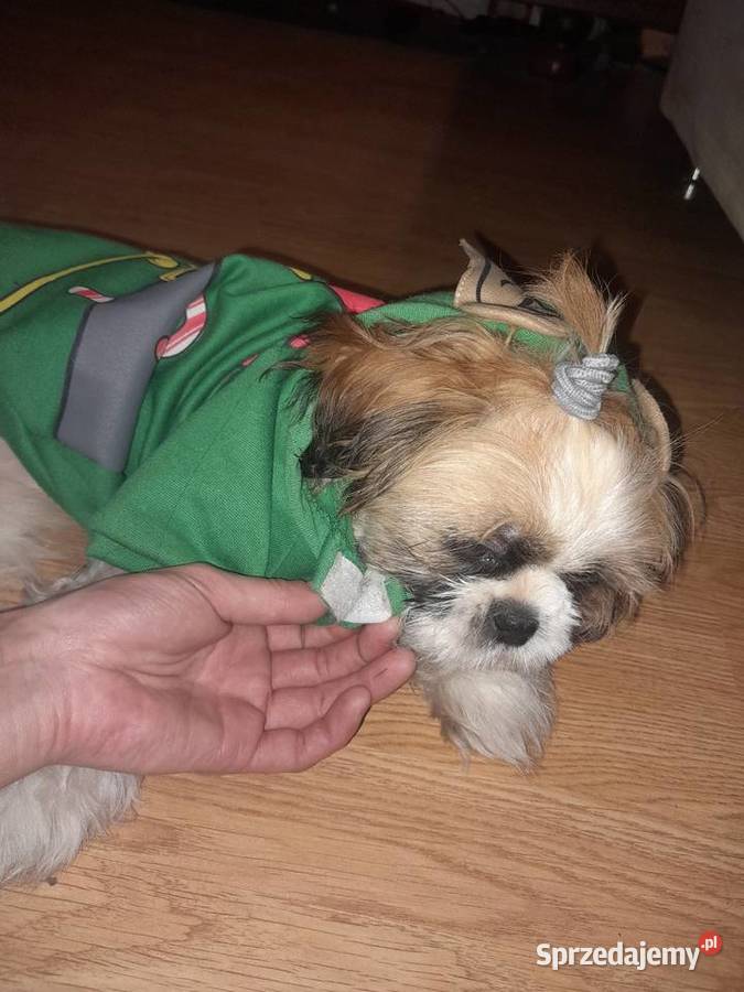Shih tzu szczeniak suczka Częstochowa