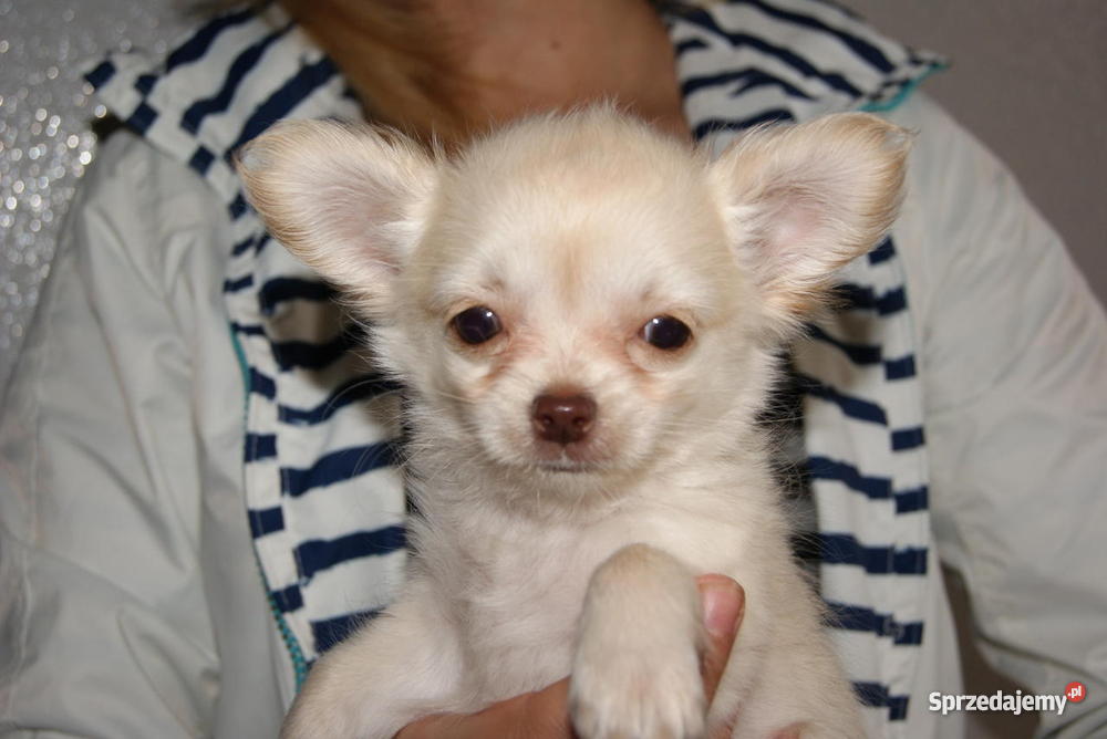 Chihuahua Długowłosy kremowy piesek z rodowodem Psy Radom