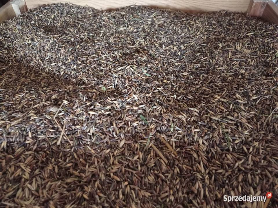 Owies czarny gniady Dylągówka