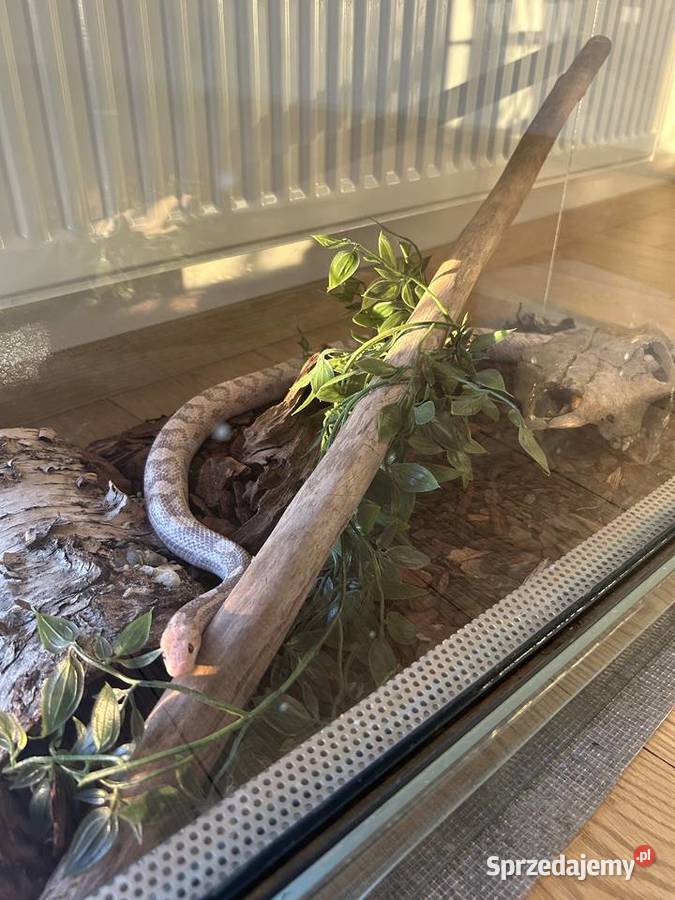 Wąż zbożowy lawendowy Brusy