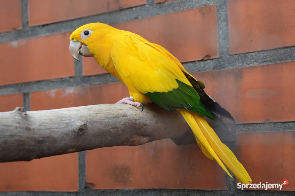 Konura złota guaruba ręcznie karmiona Katowice sprzedam