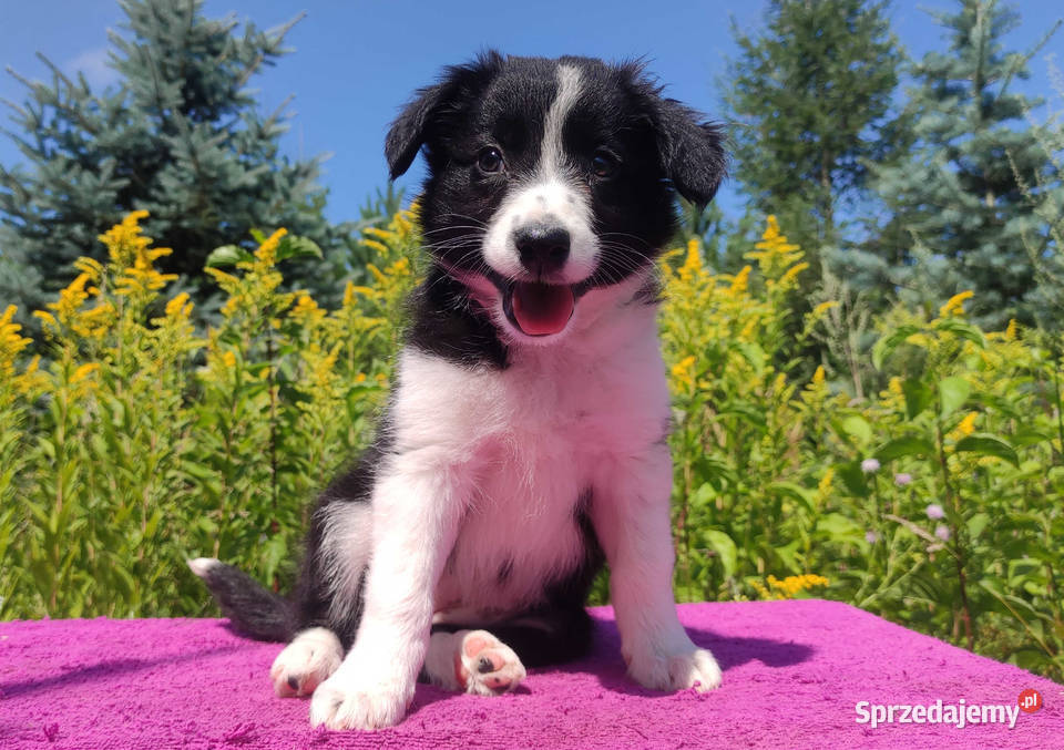 Szczeniak BORDER COLLIE z Hodowli Rasowa suczka
