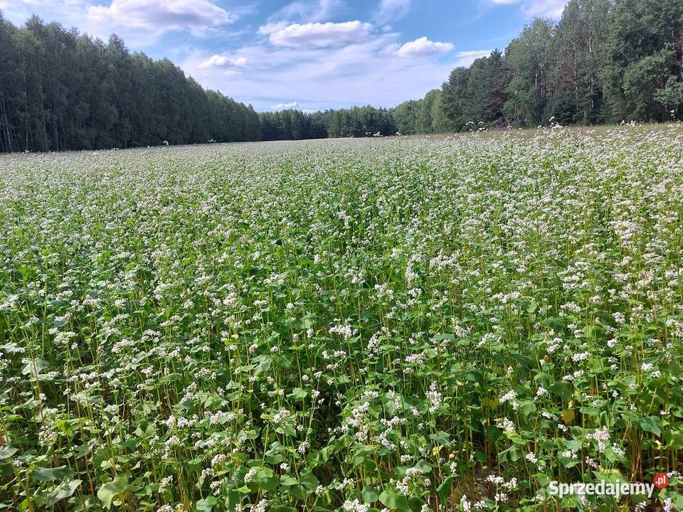 Gryka na poplon do siewu hreczka Niedesykowana Kleszczele
