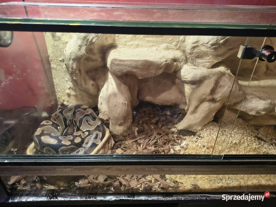 Pyton Królewski z Terrarium Poznań