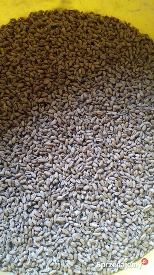 Śruta mieszanka kukurydziana pszeniczna