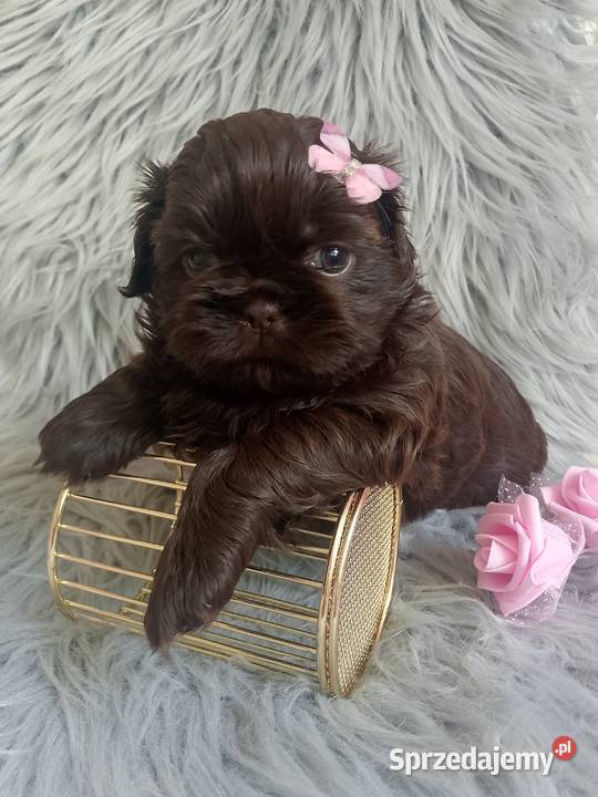 Czekoladowa suczka rasy ShihTzu szuka domku Shih Tzu Kępno