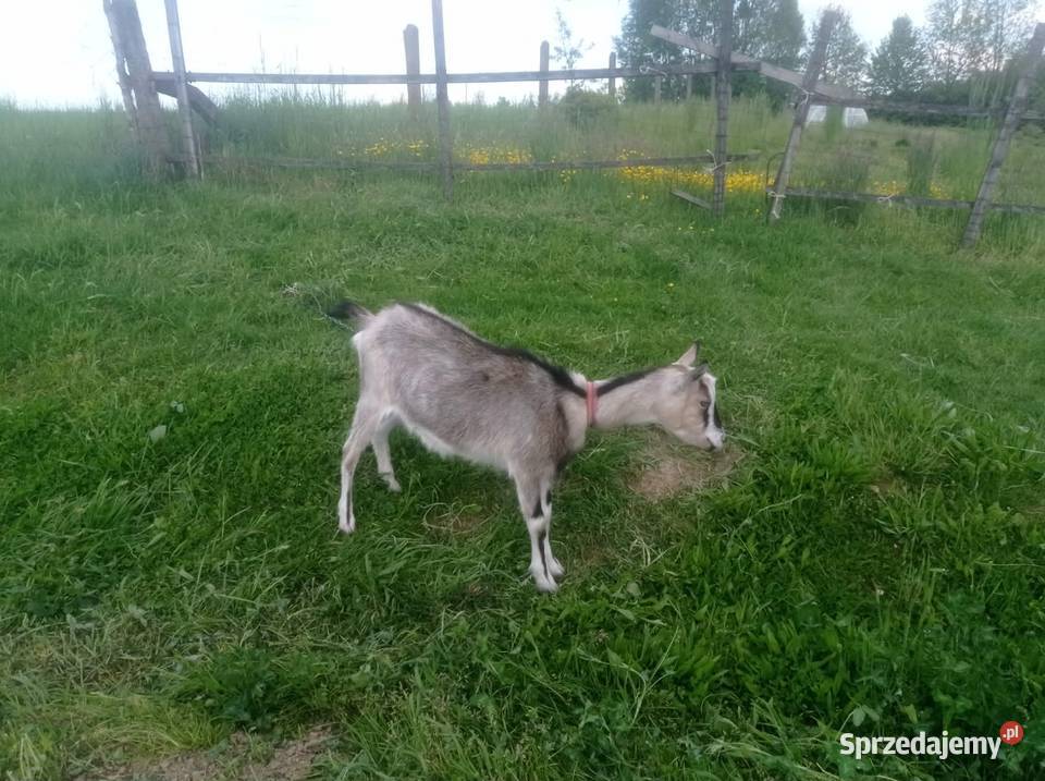 Para kózek Rzeszów