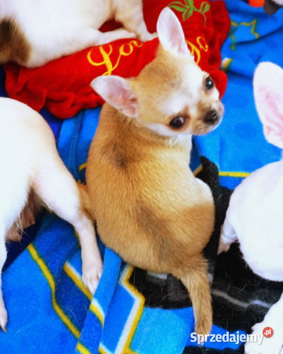 Słodziutki chłopczyk lilak Związek Kynologiczny Chihuahua Dobre Miasto sprzedam