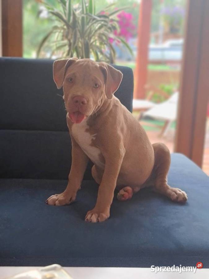 American bully XL Raciążek