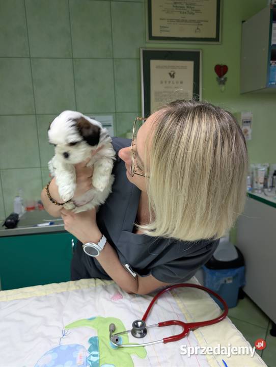 Szczenięta shih tzu z genem blue