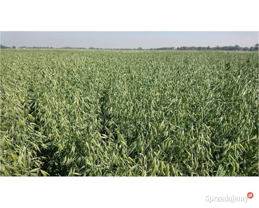 Owies jary Lion kwalifikowany C1 Pleszew