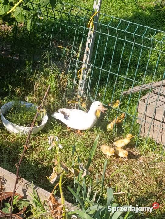 Kaczki calduck biegusy staropolskie francuskie Pszczyna
