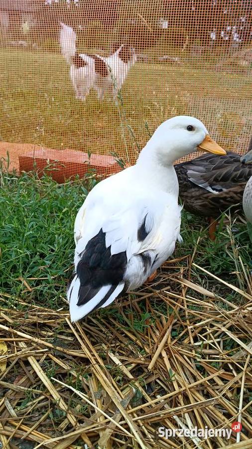 Call duck z wiosny 2026 Komarówka Podlaska