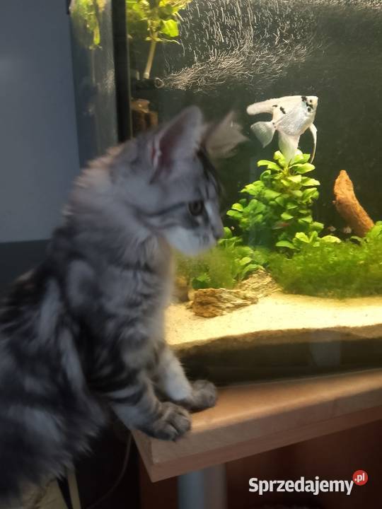 Kotka Maine Coon rodowód FPL Bytom Odrzański