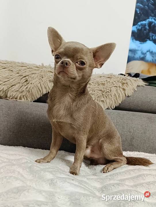 Pies Chihuahua liliowy badania DNA zdrowy 2 lata Bełchatów