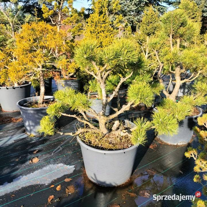 Bonsai jałowiec sosna świerk jodła Jelitów