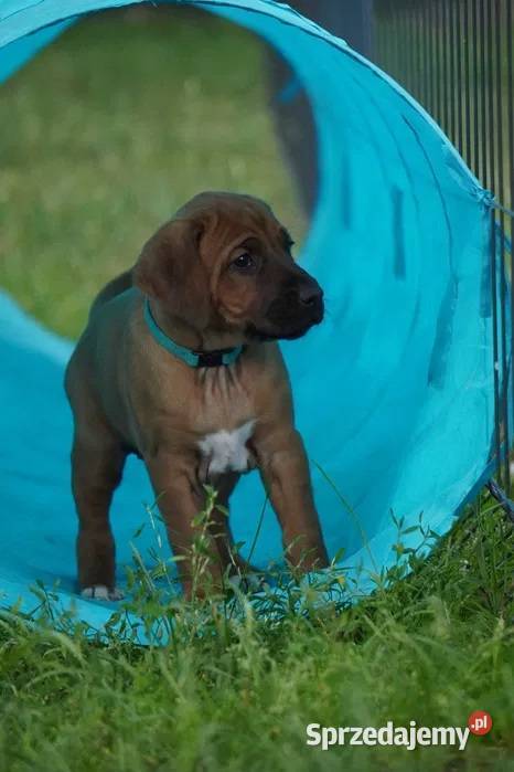 Rhodesian Ridgeback szczenię wystawowe suczka Dłutów