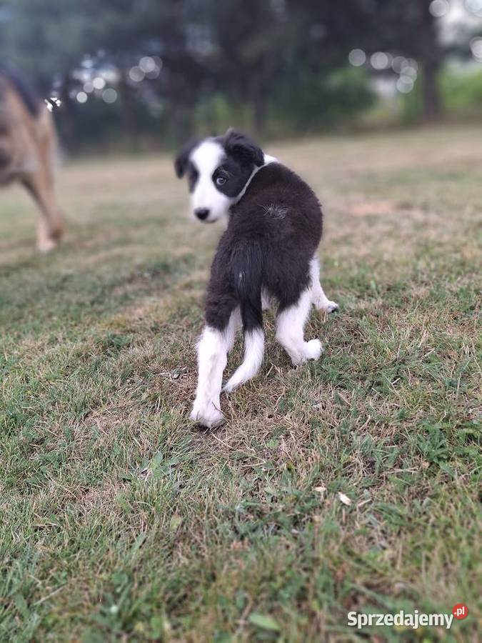 Szczeniaki border collie Mykanów
