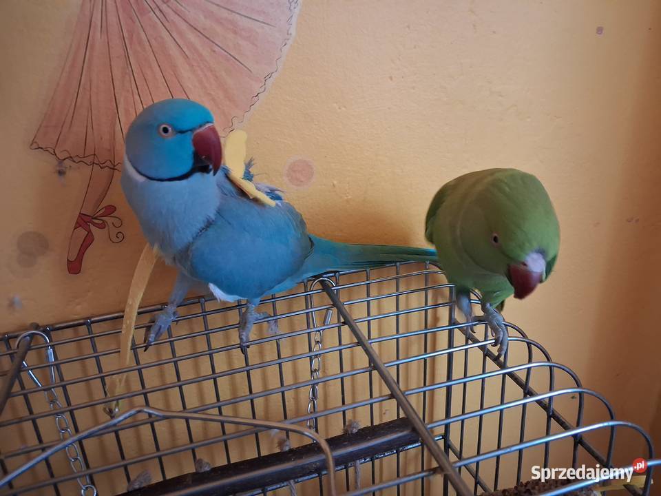 Aleksandreta obrozna para oswojone Sandomierz