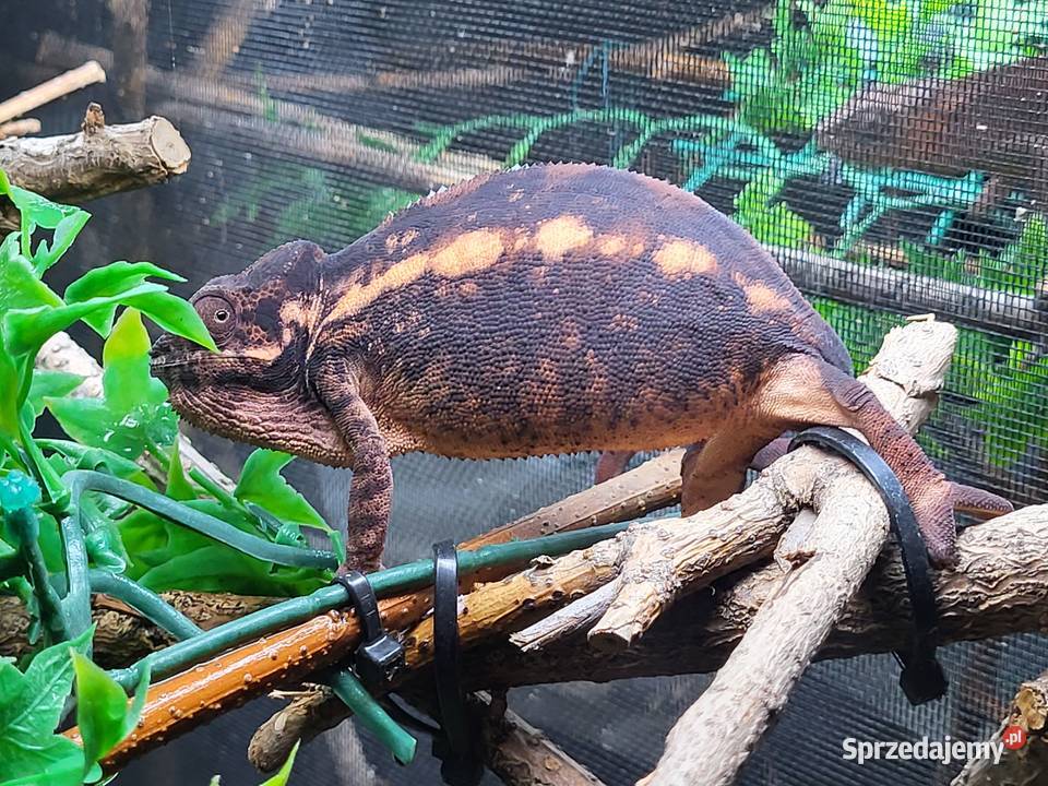 Ambilobe sambava kameleon lamparci Kozy