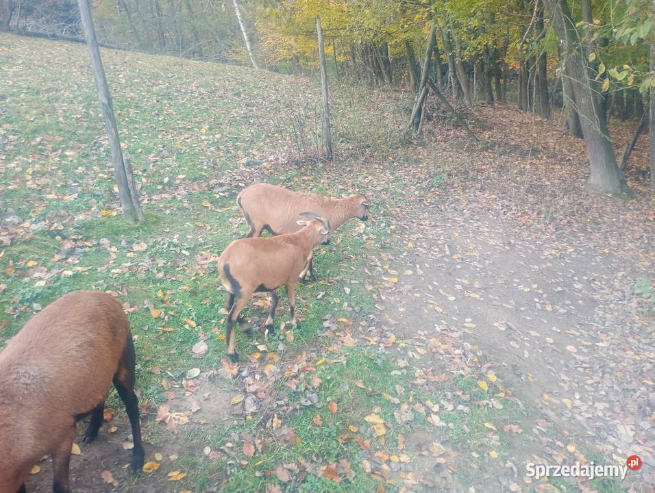 Sprzedam młode owce i tryki kameruńskie podkarpackie Niewodna