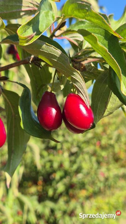 Dereń owoce derenia z plantacji w gminie Tarczyn