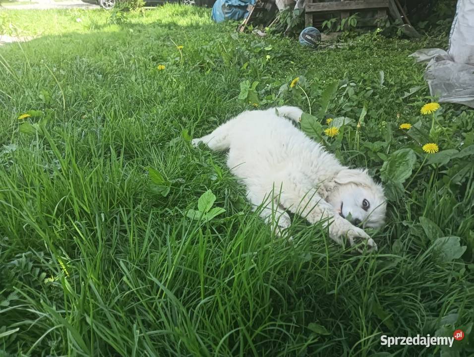 Sprzedam szczeniaki Owczarka Podhalańskiego sprzedam