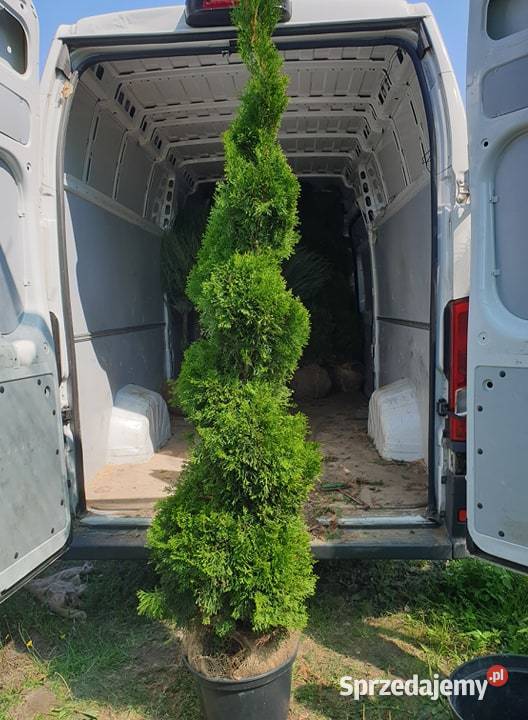 Świerk Glauca Globosa na pniu szczepiony srebrny Pabianice