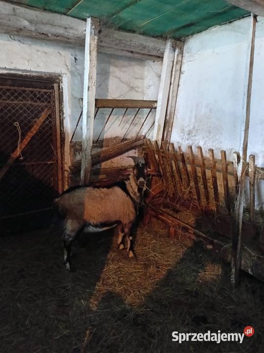 Sprzedam dwa ładne capy podkarpackie Iwonicz-Zdrój