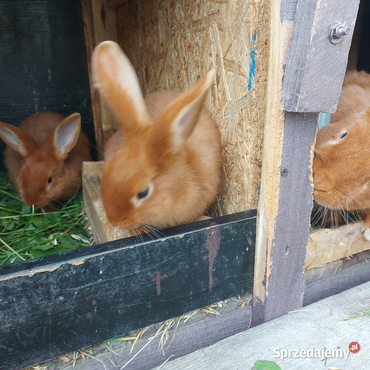 Króliki nowozelandzkie