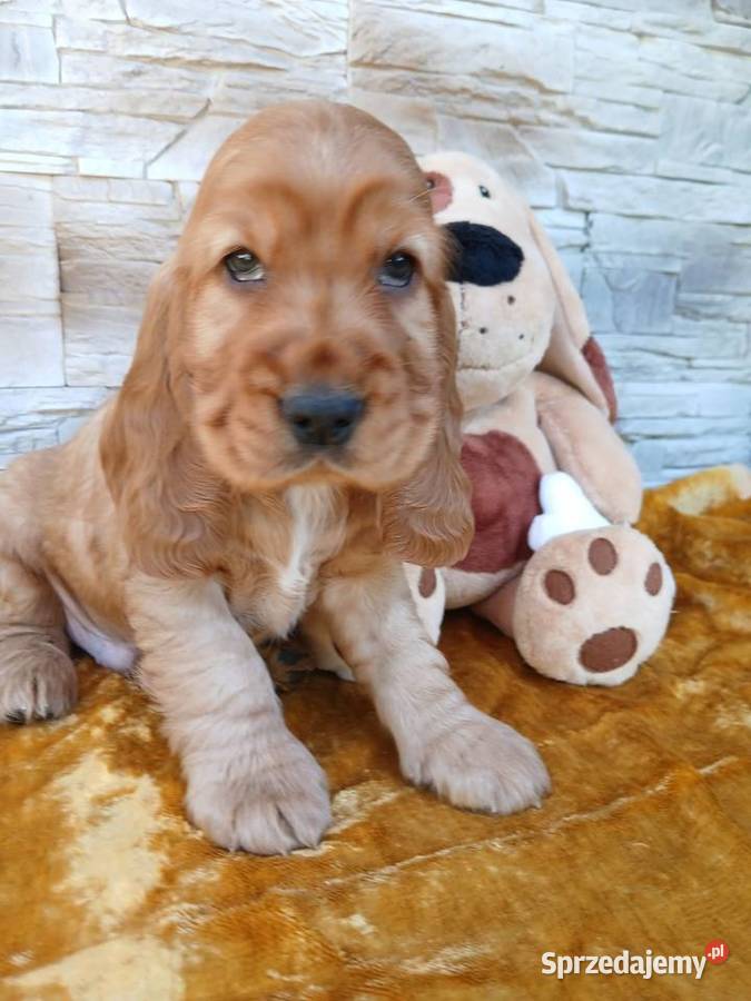 Śliczne Szczenięta Cocker Spaniel Angielski