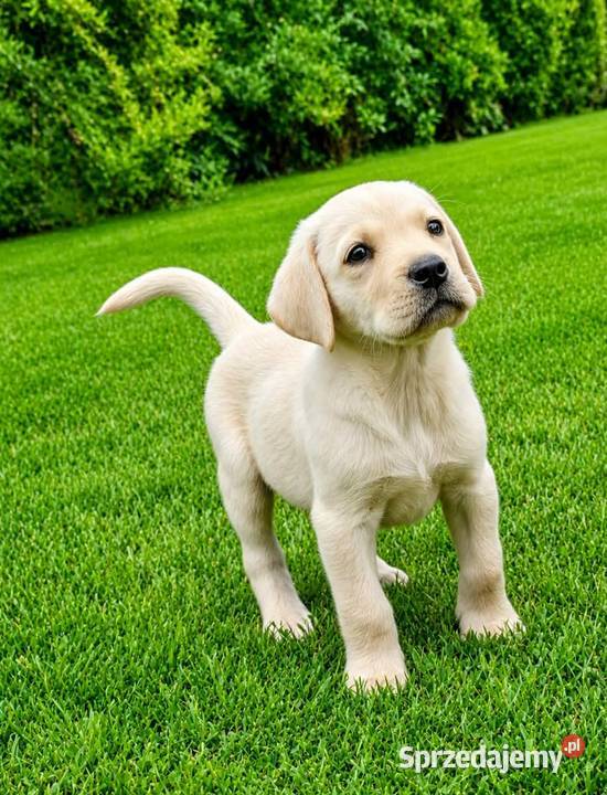 Labrador retriever pochodzenie fci Labrador