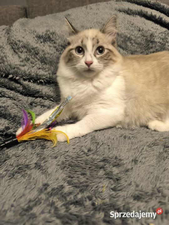 Kocięta Syberyjskie Łódź