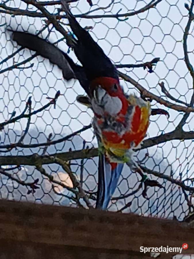 Papuga chińska Klimontów sprzedam