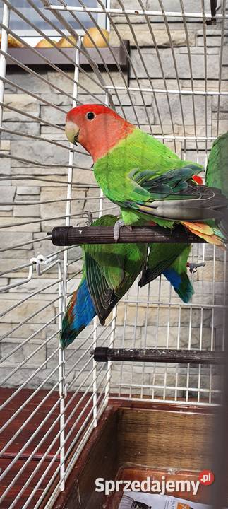 Sprzedam papugi nierozłączki czerwonoczelne Żabno