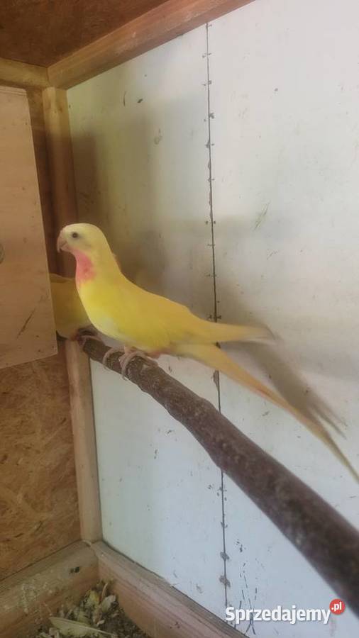 Księzniczki walii Wieliczka