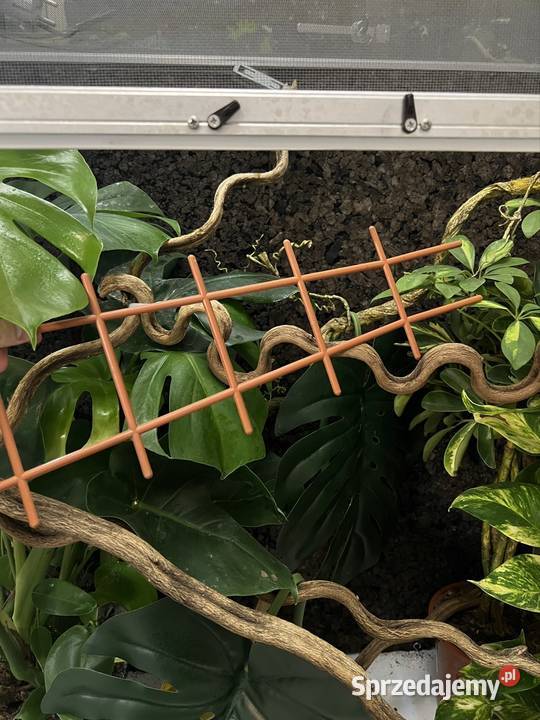 Terrarium z siatki 100x50x100 kameleona DUŻE pomorskie