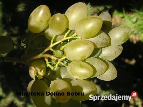 sok winogronowy Pławna Dolna