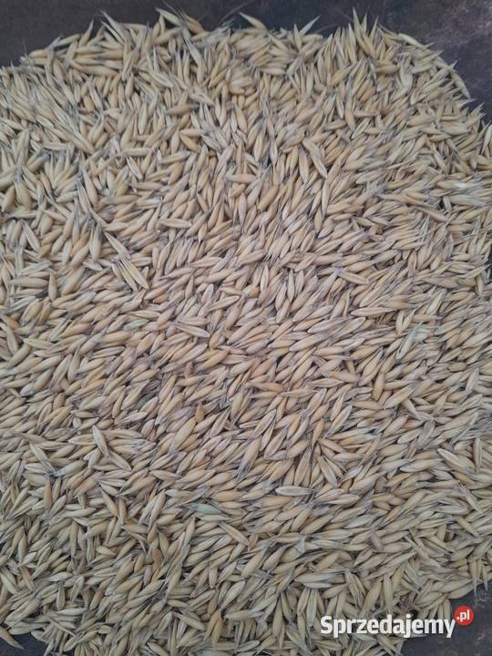 Owies odmiana Rambo Bęczkowice