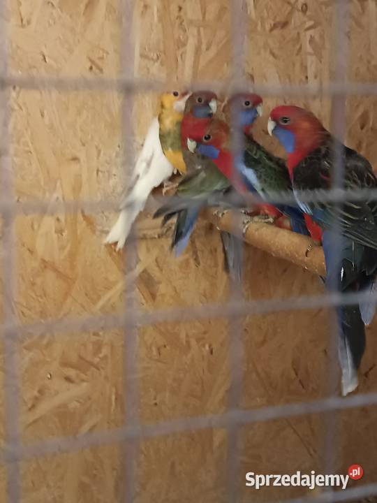 Papugi śląskie Orzesze