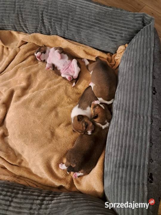 Basenji szczenię Słupsk