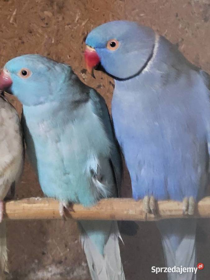 Aleksandretta obrożna samczyk Wrocław