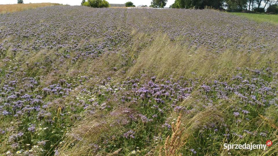 Facelia błękitna miododajna podlaskie Białystok