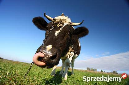 Krowy pierwiastki jałówki rasy HF DANIA NIEMCY podlaskie Łomża