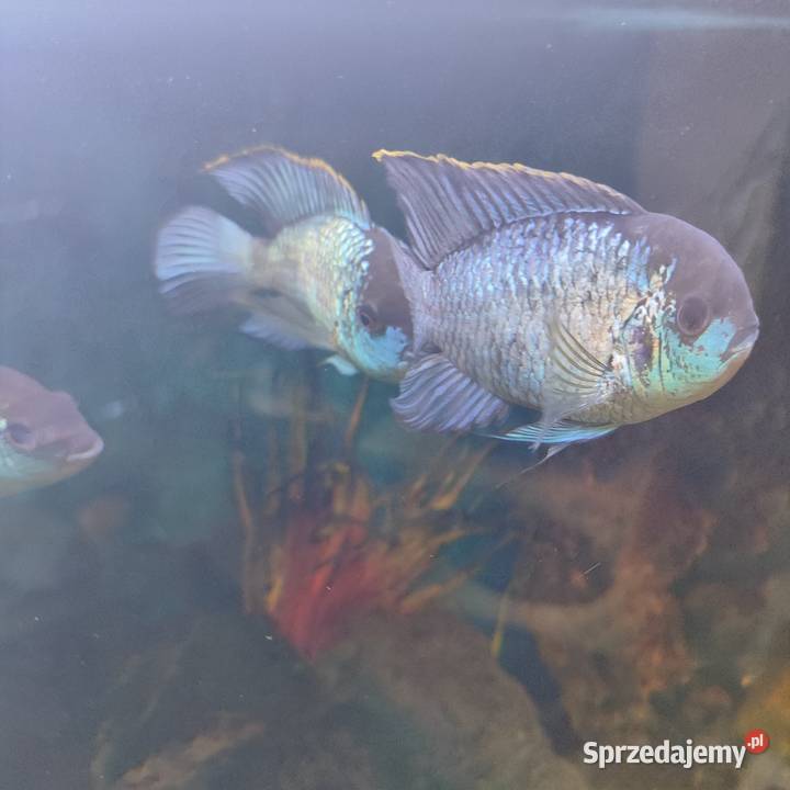 Pielęgnica Akara Electric Blue Młodzież 2 Ruda Śląska sprzedam