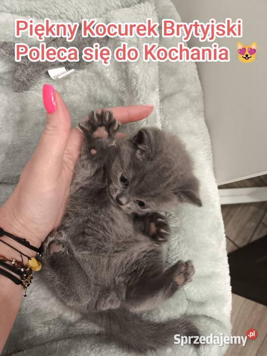 Kocurek brytyjski krótkowłosy Brytyjski Warszawa
