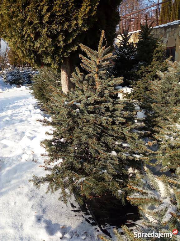 Żywa CHOINKA Jodła Kaukaska Świerk Srebrny Przemyśl