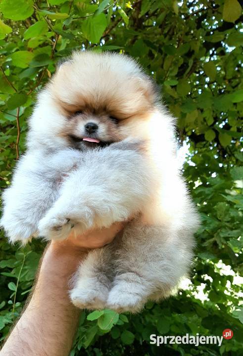 Dziewczynka szpic miniaturowy pomeranian Pabianice